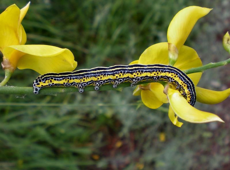 Larva variopinta ID - Apopestes spectrum